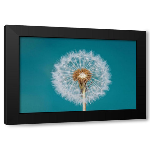 Dandelion Black Modern Wood Framed Art Print with Double Matting by Hamiti, Bess