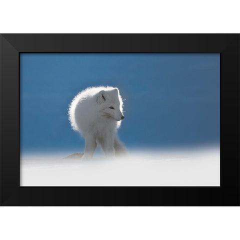 Arctic Fox Black Modern Wood Framed Art Print by Marchegiani, Roberto
