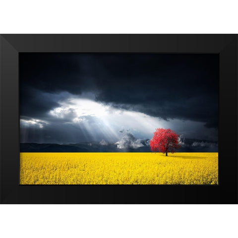 A Red Tree In The Canola Meadow Black Modern Wood Framed Art Print by Hamiti, Bess