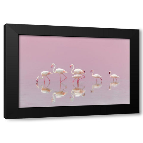 Flamingos Black Modern Wood Framed Art Print with Double Matting by Itoyama, Eiji