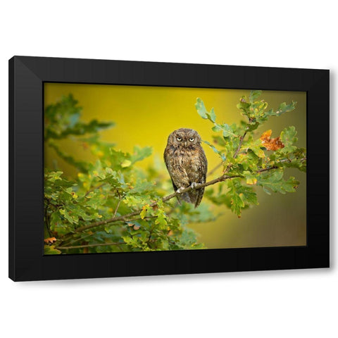 Eurasian Scops Owl Black Modern Wood Framed Art Print with Double Matting by Zygmunt, Milan