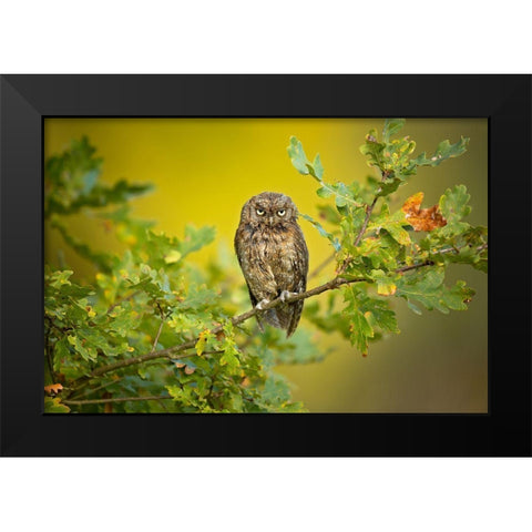 Eurasian Scops Owl Black Modern Wood Framed Art Print by Zygmunt, Milan