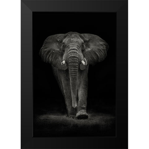 Ngorongoro Bull Black Modern Wood Framed Art Print by Moreno, Mario