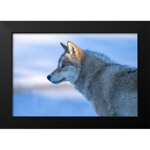 A Vigilant Wolf Black Modern Wood Framed Art Print by Z, Bingo