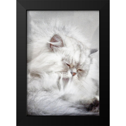 The Cat In The Window Black Modern Wood Framed Art Print by Clark, Ray
