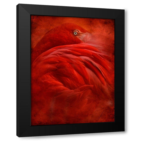 Tropical Black Modern Wood Framed Art Print with Double Matting by Hummel, Jeffrey