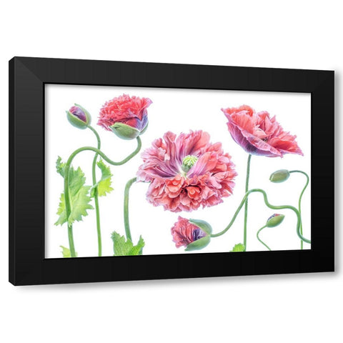 Fancy Black Modern Wood Framed Art Print by Disher, Mandy