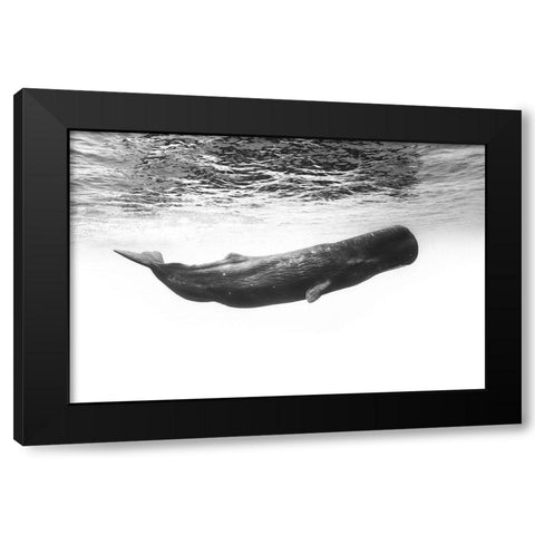 Sperm Whale Black Modern Wood Framed Art Print by Gabriel, Barathieu