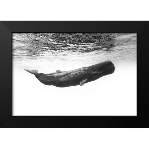 Sperm Whale Black Modern Wood Framed Art Print by Gabriel, Barathieu