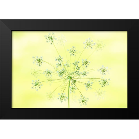 Queen AnneS Lace Black Modern Wood Framed Art Print by Parker, Jacky