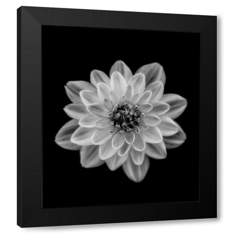 Dahlia Black Modern Wood Framed Art Print with Double Matting by Gronkjar, Lotte