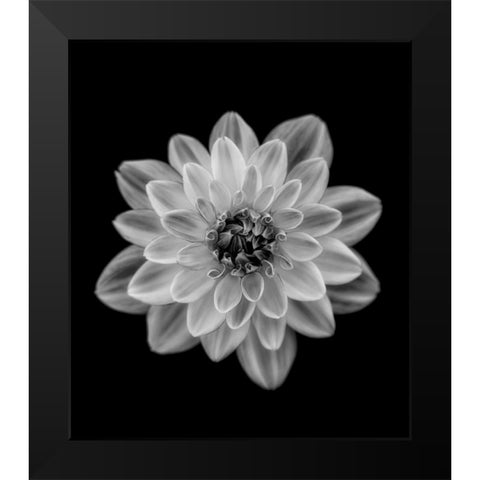 Dahlia Black Modern Wood Framed Art Print by Gronkjar, Lotte