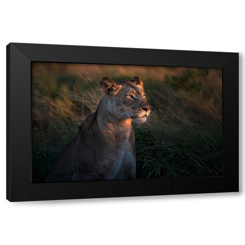 Lioness At First Day Ligth Black Modern Wood Framed Art Print by Ortega, Xavier