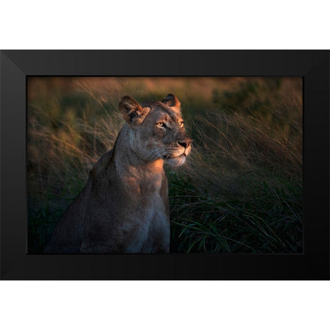 Lioness At First Day Ligth Black Modern Wood Framed Art Print by Ortega, Xavier