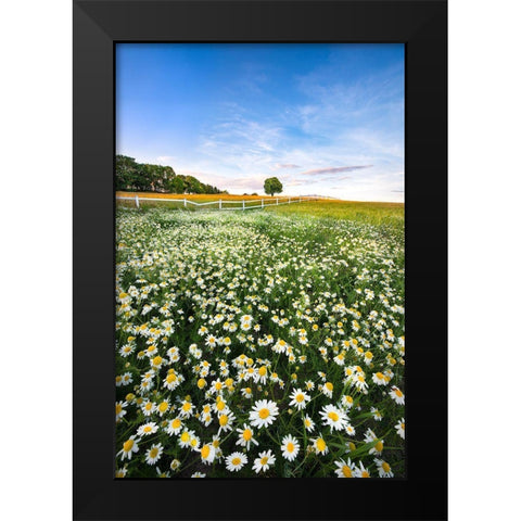 Daisyfield In Sweden Black Modern Wood Framed Art Print by Lindsten, Christian