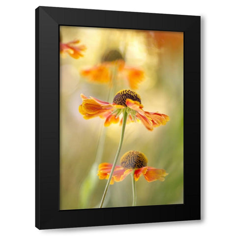 Helenium Black Modern Wood Framed Art Print with Double Matting by Disher, Mandy
