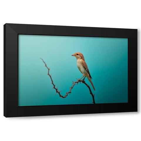 Red Tailed Shrike! Black Modern Wood Framed Art Print with Double Matting by Pezeshki, Sina