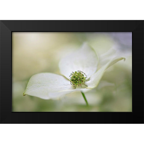 Cornus Kousa Miss Satomi Black Modern Wood Framed Art Print by Parker, Jacky