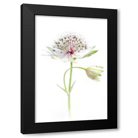 Simply Astrantia Black Modern Wood Framed Art Print by Parker, Jacky