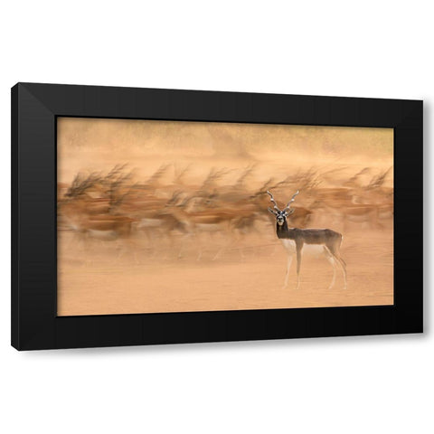 Black Bucks Black Modern Wood Framed Art Print by Nayyer Reza, Sayyed