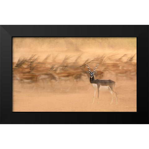 Black Bucks Black Modern Wood Framed Art Print by Nayyer Reza, Sayyed