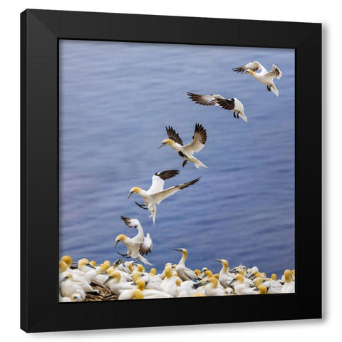 Back Home.... Black Modern Wood Framed Art Print by Jiang, Yi