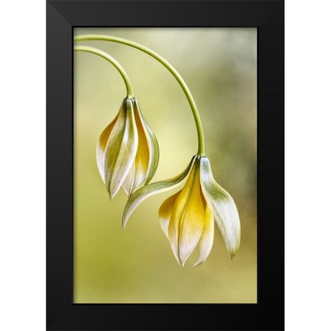 Tulipa Black Modern Wood Framed Art Print by Disher, Mandy