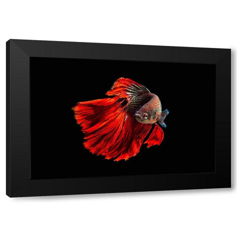 Angry Fish Black Modern Wood Framed Art Print by Halil, Andi