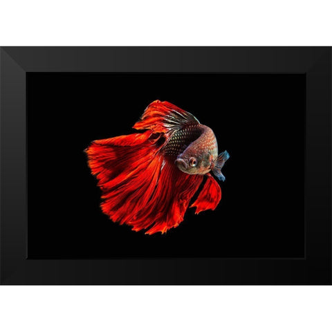 Angry Fish Black Modern Wood Framed Art Print by Halil, Andi