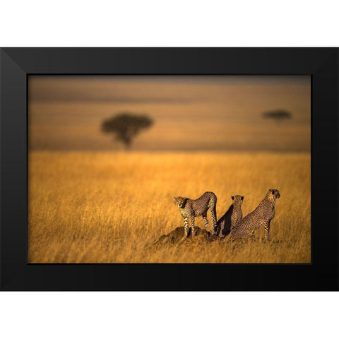 Landsape Of Cheetah Black Modern Wood Framed Art Print by Al Qazwini, Bahaadeen