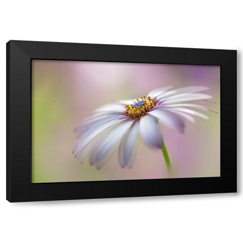 Cape Daisy Black Modern Wood Framed Art Print by Parker, Jacky