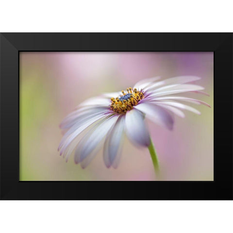 Cape Daisy Black Modern Wood Framed Art Print by Parker, Jacky