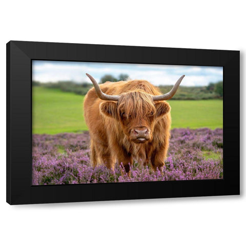 Highland Black Modern Wood Framed Art Print by Parker, Jacky