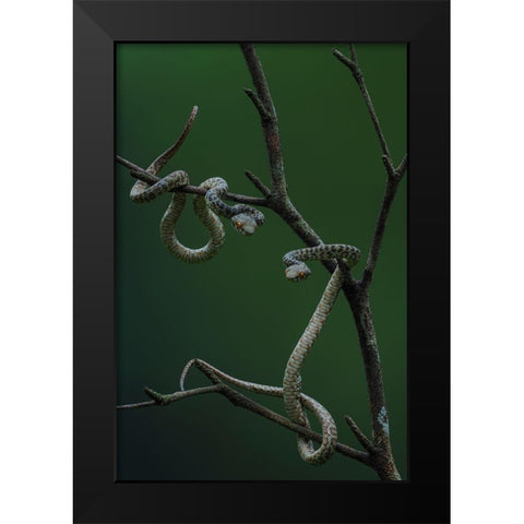 Hon Son Pit Viper Black Modern Wood Framed Art Print by Tan Phat, Dao