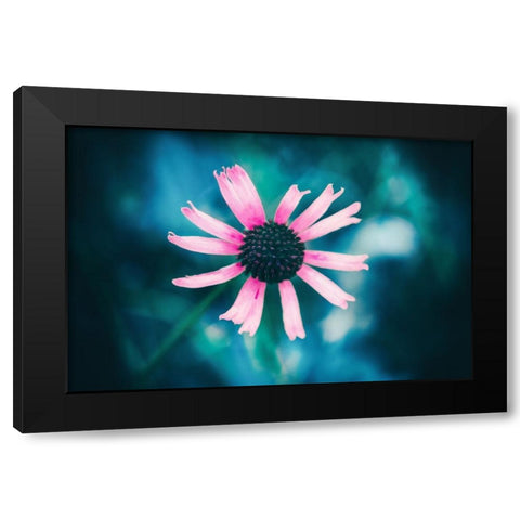 Pinky Black Modern Wood Framed Art Print with Double Matting by Menhard, Ingo