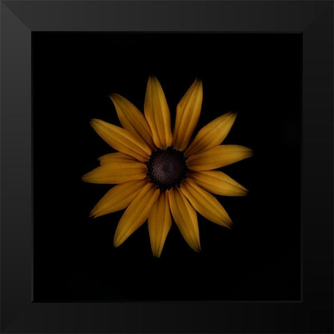 Rudbeckia Black Modern Wood Framed Art Print by Gronkjar, Lotte