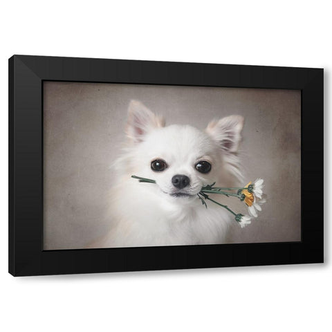 Chihuahua With Flowers Black Modern Wood Framed Art Print with Double Matting by Lienjp