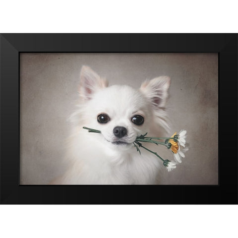 Chihuahua With Flowers Black Modern Wood Framed Art Print by Lienjp