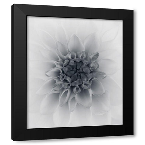 Dahlia Black Modern Wood Framed Art Print by Gronkjar, Lotte