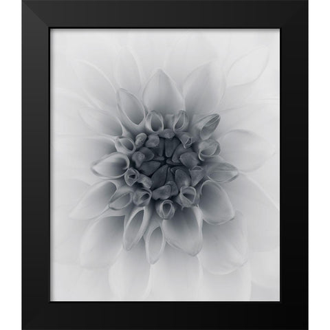 Dahlia Black Modern Wood Framed Art Print by Gronkjar, Lotte