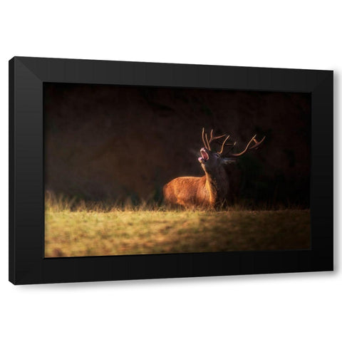 The Deers Zeal Black Modern Wood Framed Art Print with Double Matting by Saavedra Ruiz, Sergio