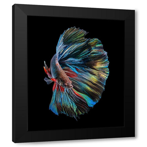 The  Betta Fish Black Modern Wood Framed Art Print by Halil, Andi