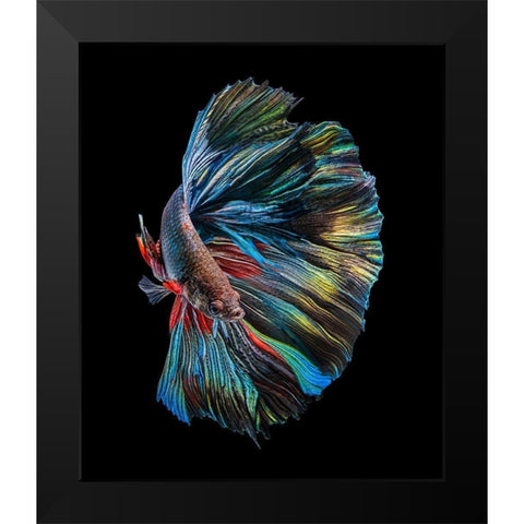 The  Betta Fish Black Modern Wood Framed Art Print by Halil, Andi