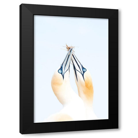 Gannets in love Black Modern Wood Framed Art Print with Double Matting by Jimenez, Inigo
