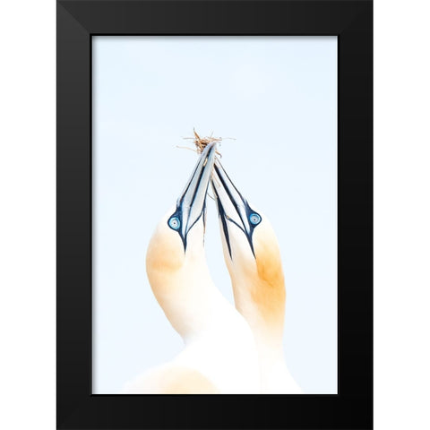 Gannets in love Black Modern Wood Framed Art Print by Jimenez, Inigo