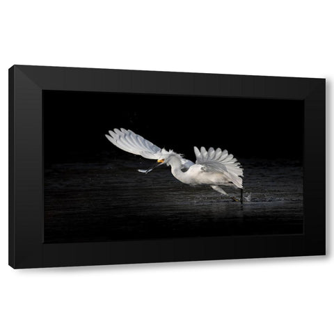 Flying Catch 2 Black Modern Wood Framed Art Print with Double Matting by Zhang, Jack