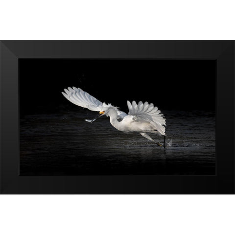 Flying Catch 2 Black Modern Wood Framed Art Print by Zhang, Jack