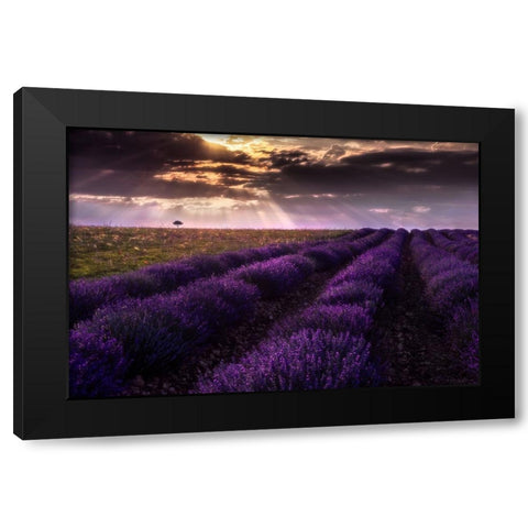 Between Flowers Black Modern Wood Framed Art Print by Concepcion Alvarado, Jesus