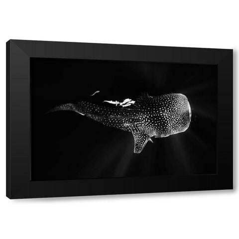 Black And Whale Shark Black Modern Wood Framed Art Print by Gabriel, Barathieu