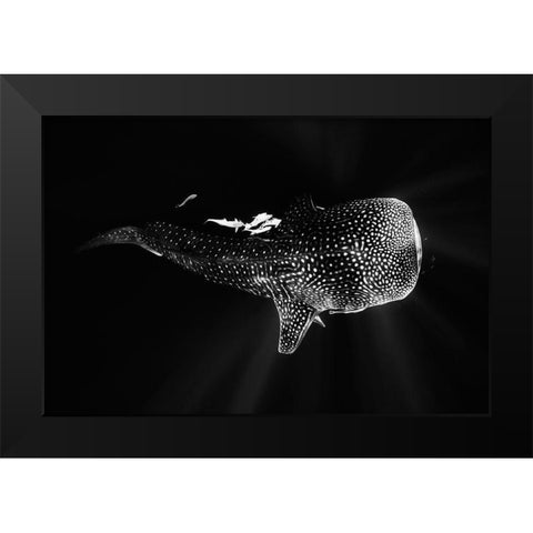 Black And Whale Shark Black Modern Wood Framed Art Print by Gabriel, Barathieu